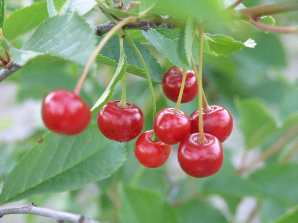 Kirsikka Prunus Cerasus Sikkolan Kuulasmarja