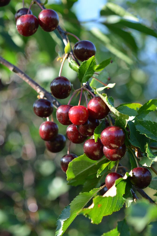 Kirsikka Prunus Cerasus Fanal