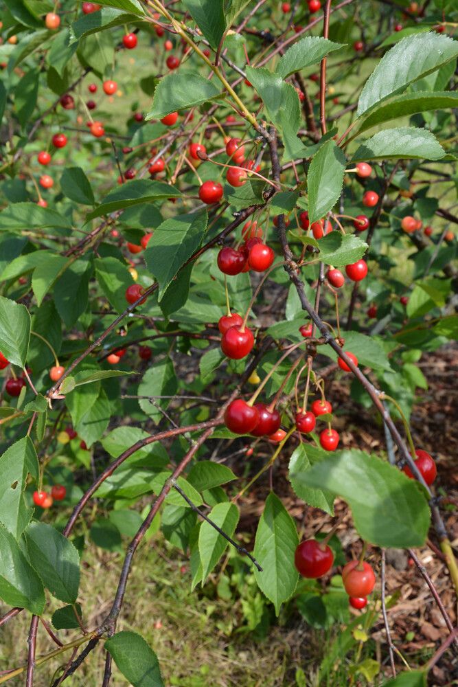 Pensaskirsikka Prunus Cerasus Latvian matala