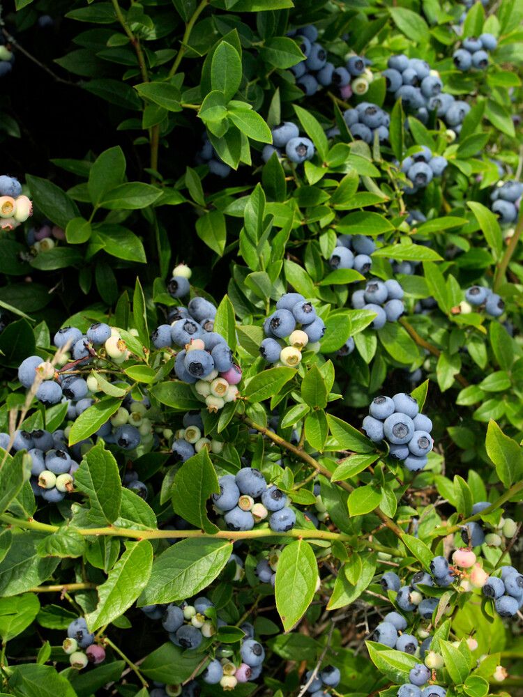 Pensasmustikka Vaccinium North Country