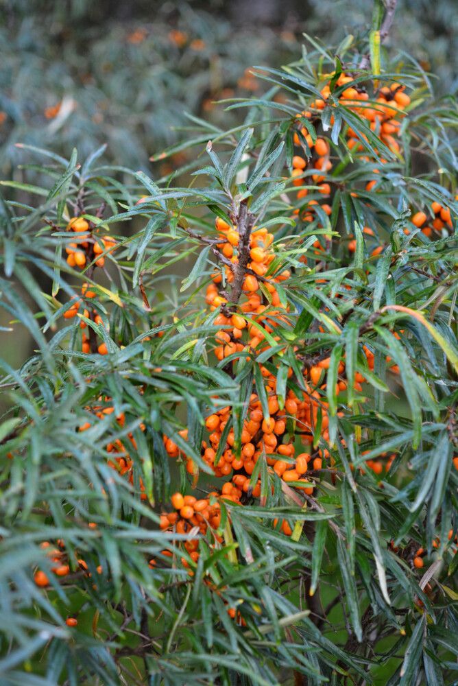 Tyrni Hippophae rhamnoides Tytti