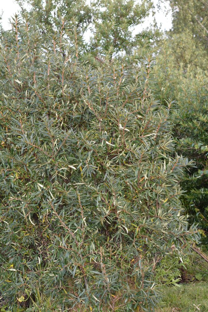 Tyrni Hippophae Rhamnoides Rudolf