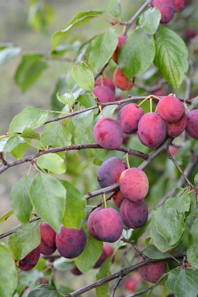 Luumu Prunus Domestica Kuokkala