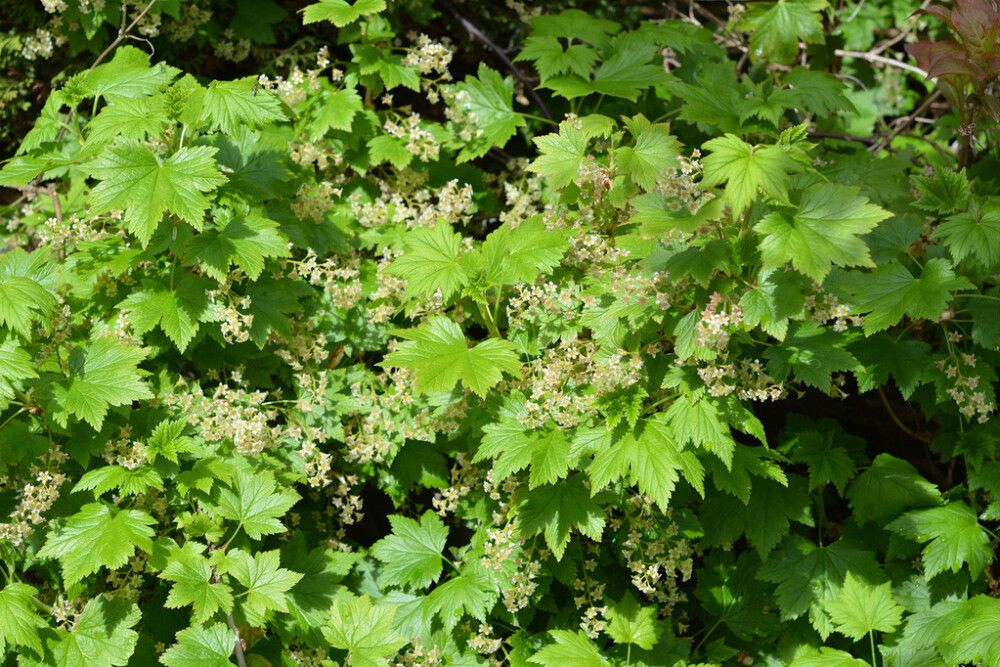 Lamoherukka Ribes Glandulosum