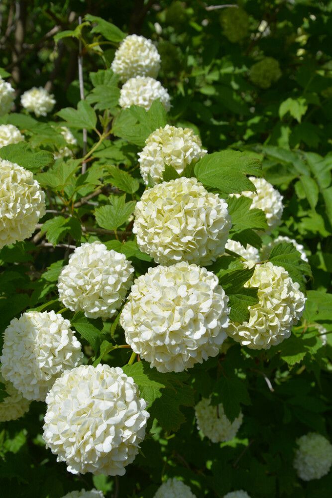 Lumipalloheisi Viburnum Opulus Pohjan Neito