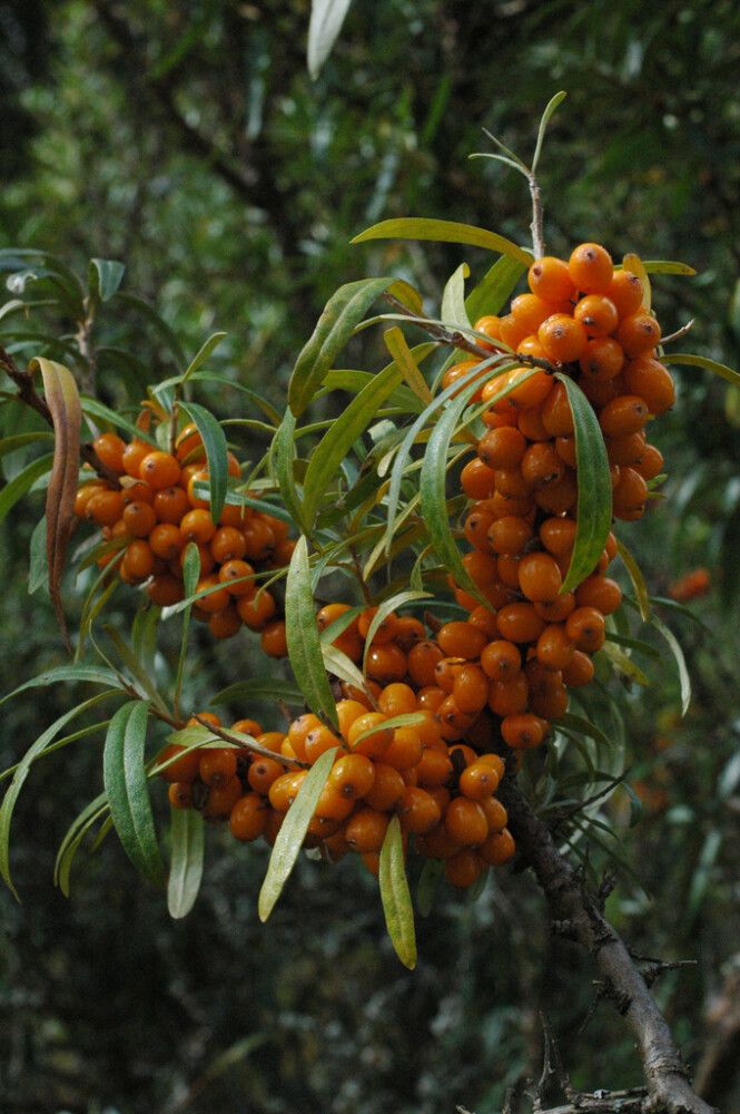 Tyrni Hippophae rhamnoides Raisa