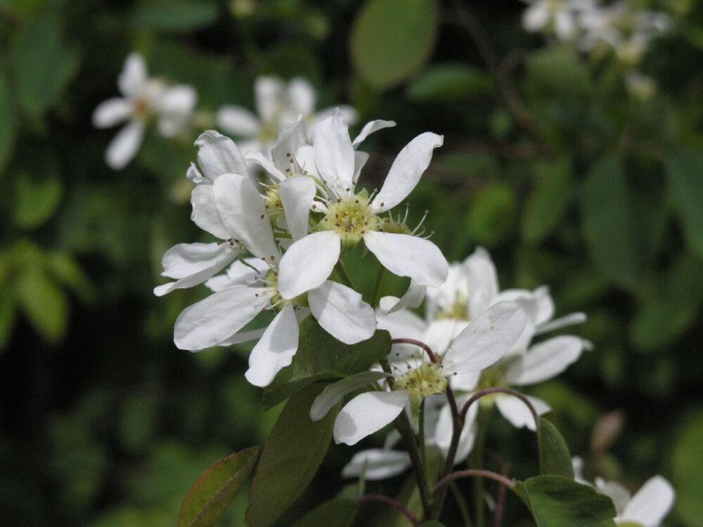 Marjatuomipihlaja Amelanchier Alnifolia