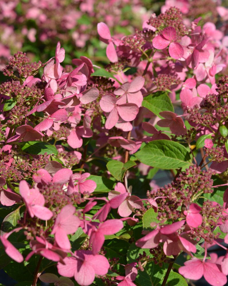 Syyshortensia Hydrangea Paniculata Early Sensation