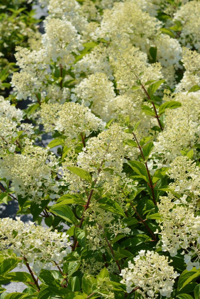 Syyshortensia Hydrangea Paniculata Silver Dollar