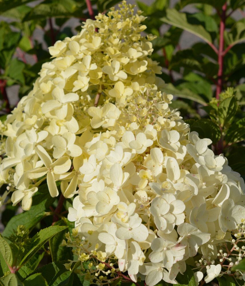 Syyshortensia Hydrangea Paniculata Silver Dollar