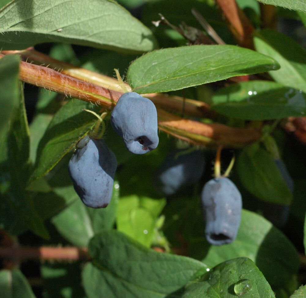Makeasinikuusama Lonicera caerulea
