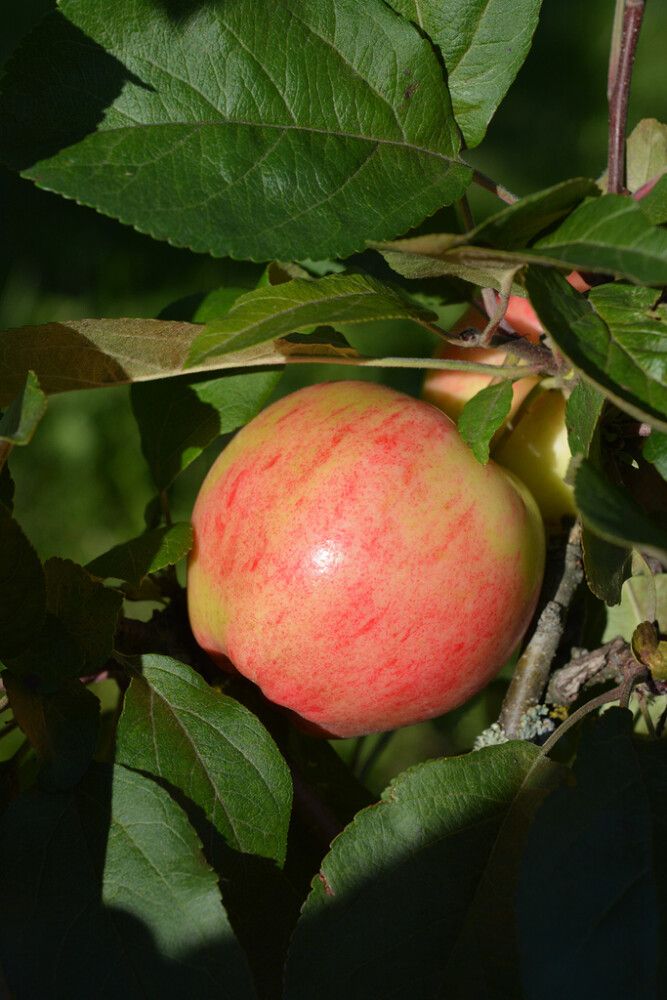 Omena Malus Domestica Pirja
