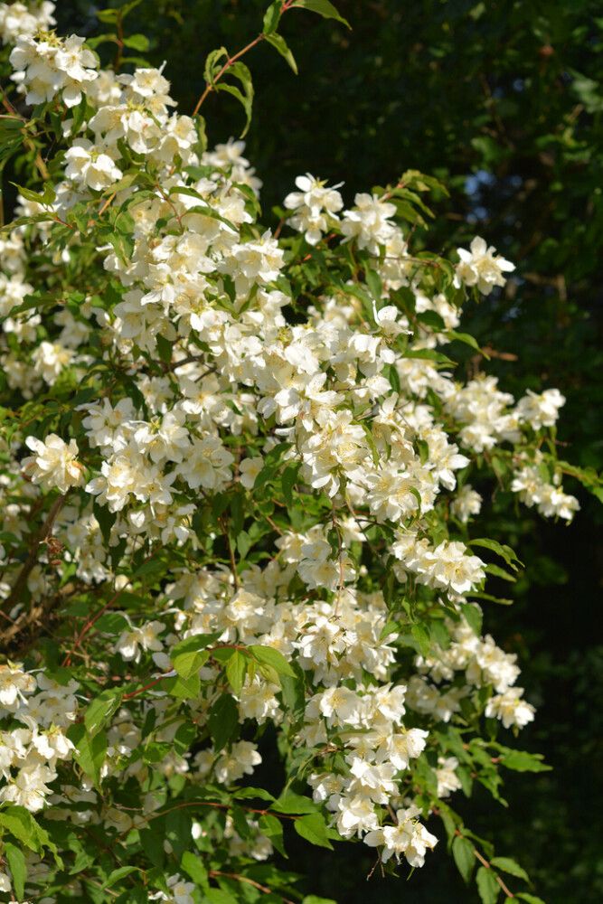 Loistojasmike Tähtisilmä Philadelphus Lewisii