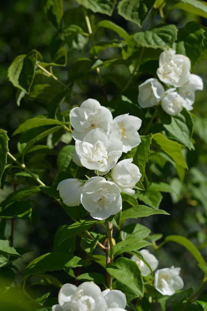 Kameliajasmike Philadelphus Virginalis