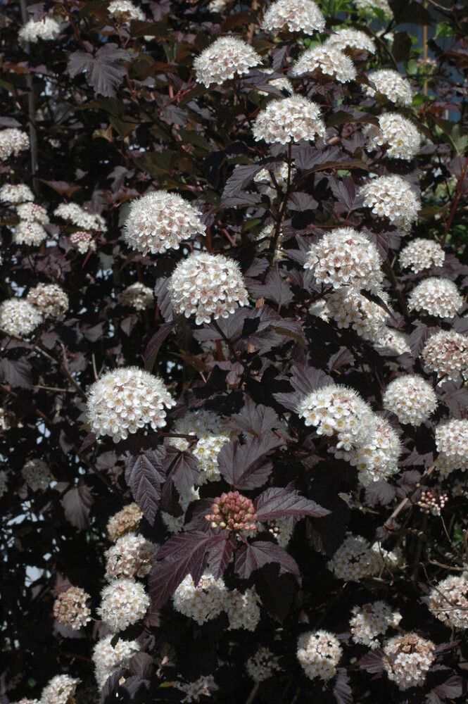 Lännenheisiangervo Physocarpus Opulifolius