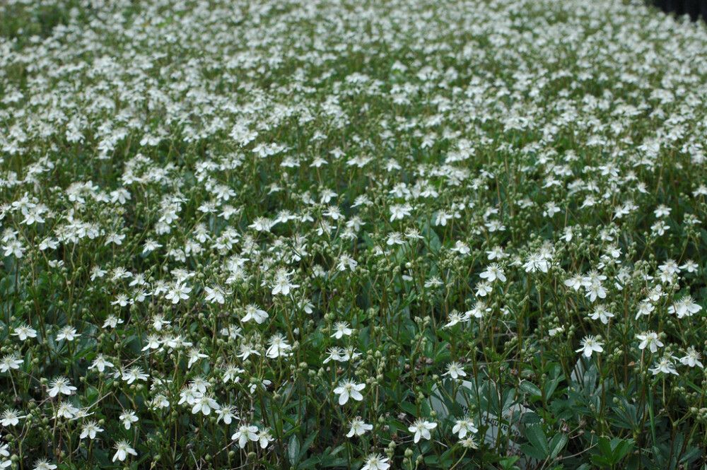 Grönlanninhanhikki Potentilla Tridentata Nuuk