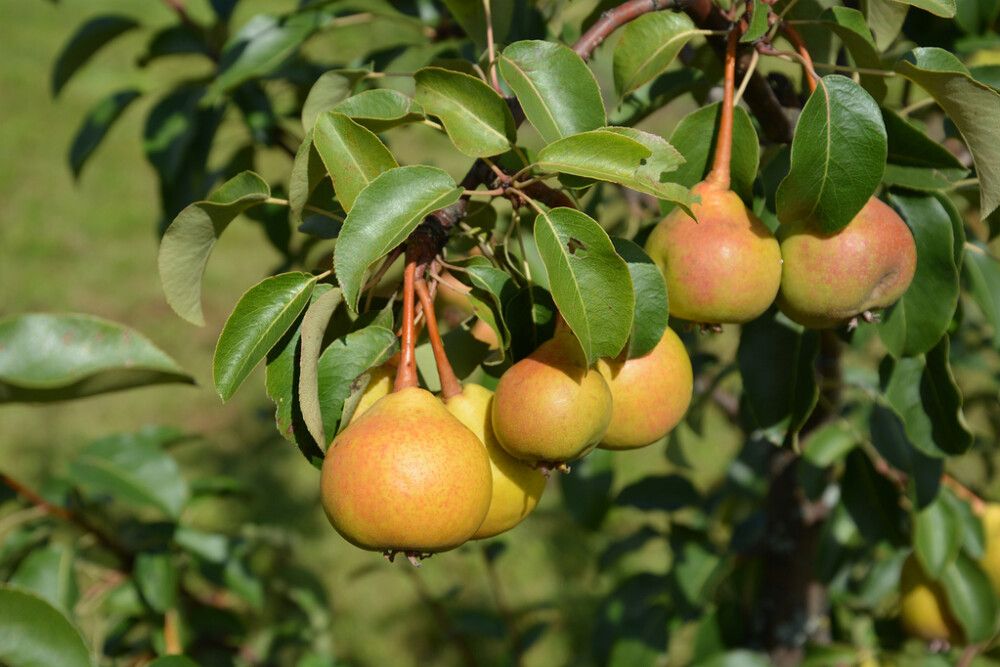 Aunenpäärynä Pyrus Communis