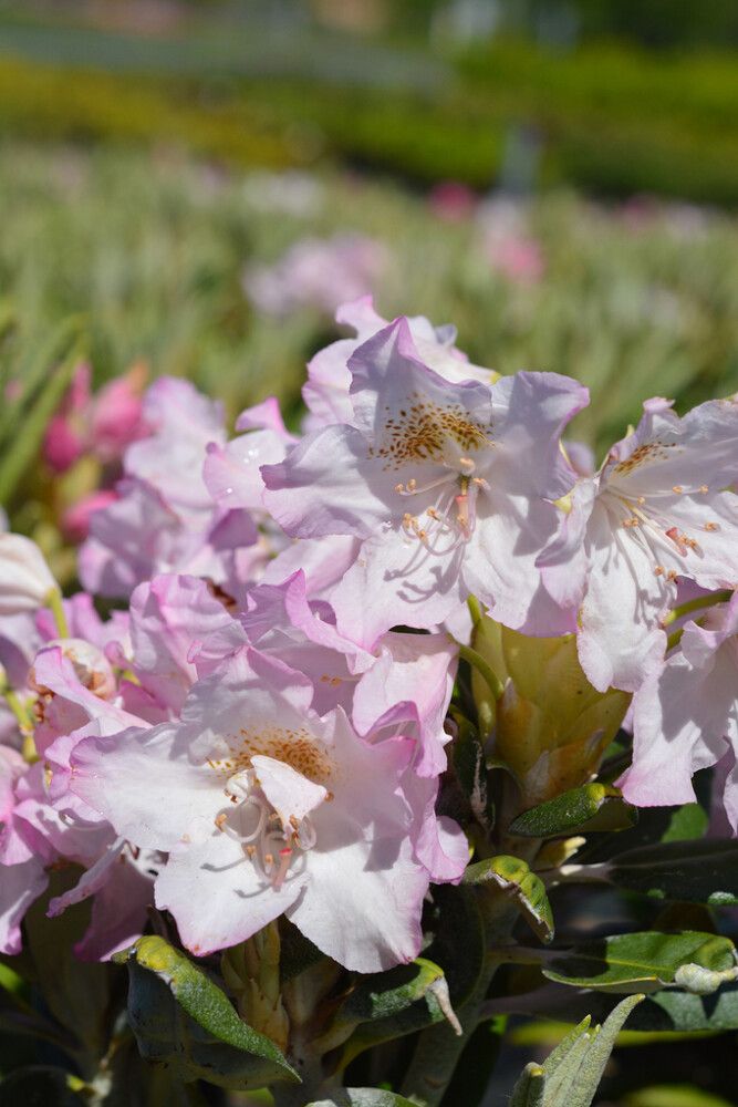 Alppiruusu Rhododendron Mikkeli