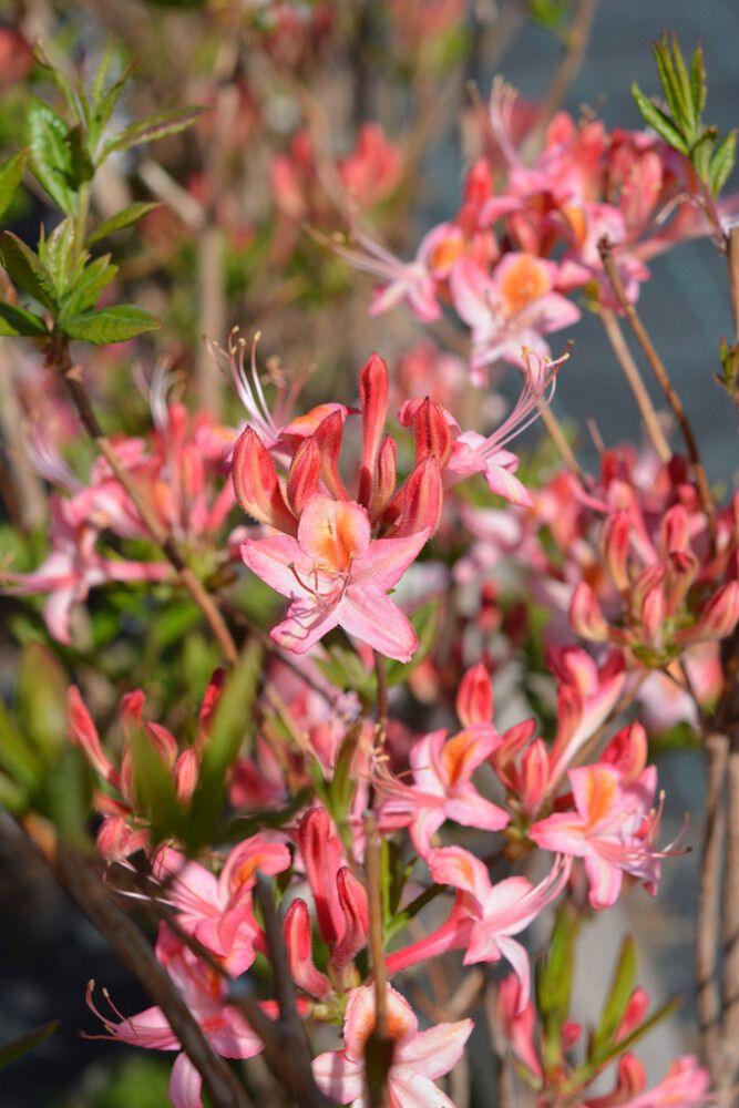 Puistoatsalea Rhododendron Tarleena