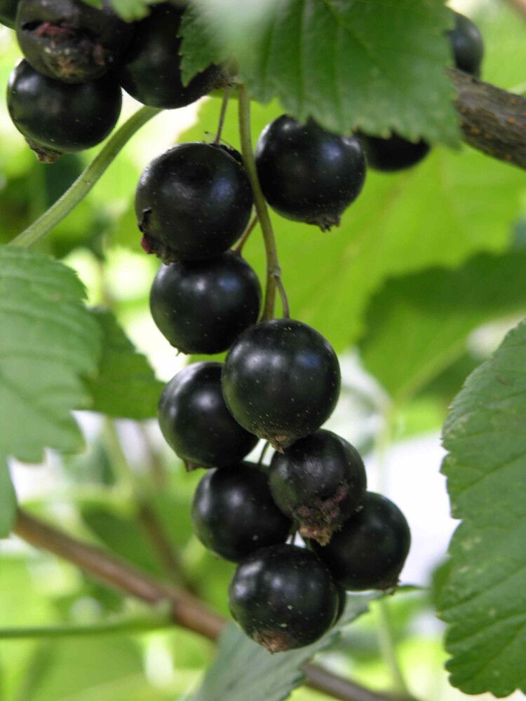 Mustaherukka Ribes Nigrum Melalahti AT3