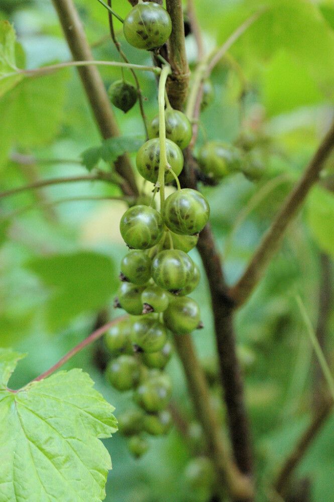 Viherherukka Ribes Nigrum Venny