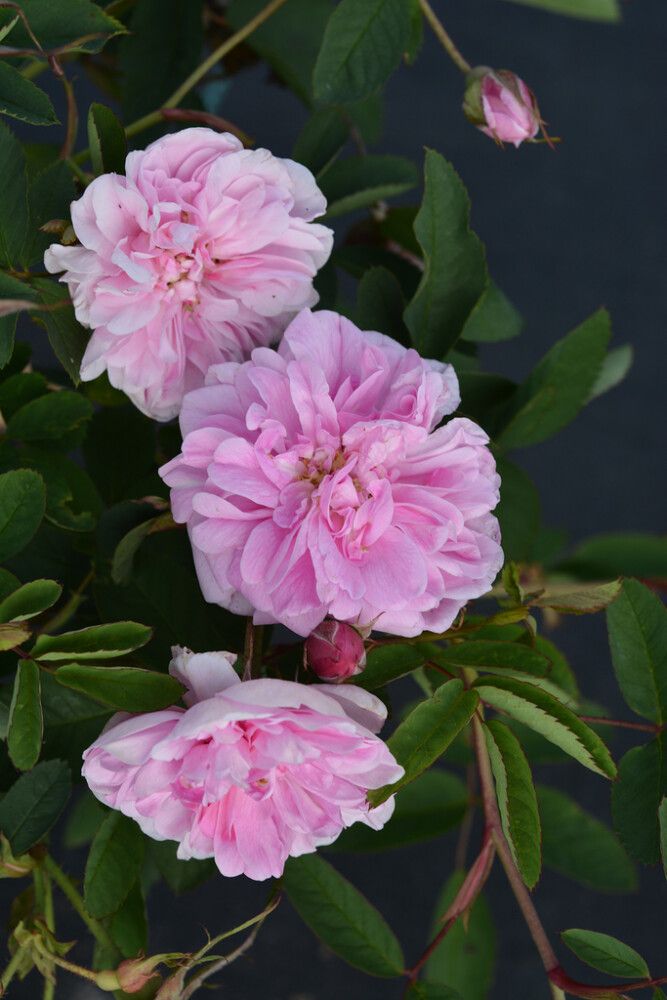 Onnenruusu Rosa Centifolia