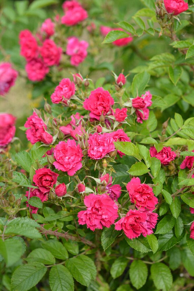 Neilikkaruusu Rosa Grootendorst