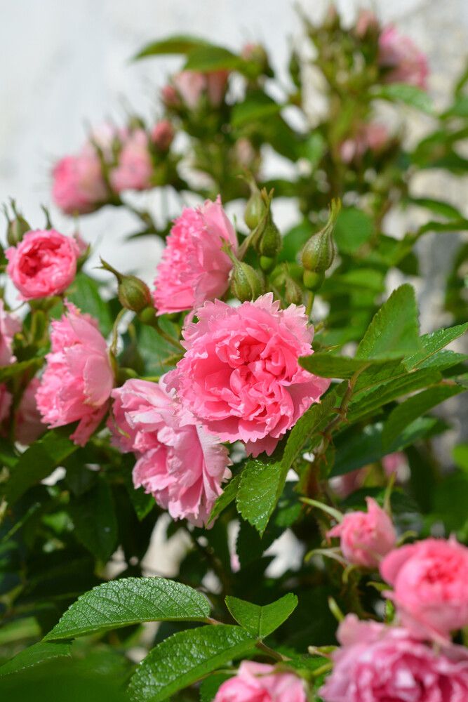 Neilikkaruusu Rosa Grootendorst Pink