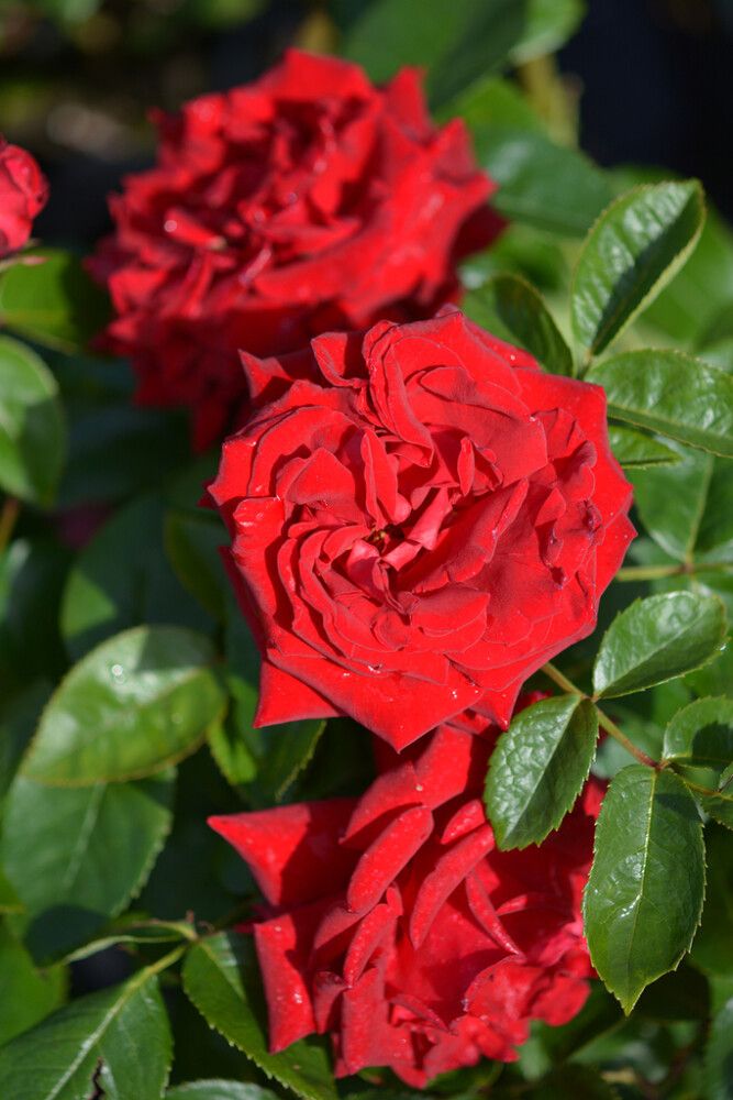 Ruusu Rosa Ingrid Bergman