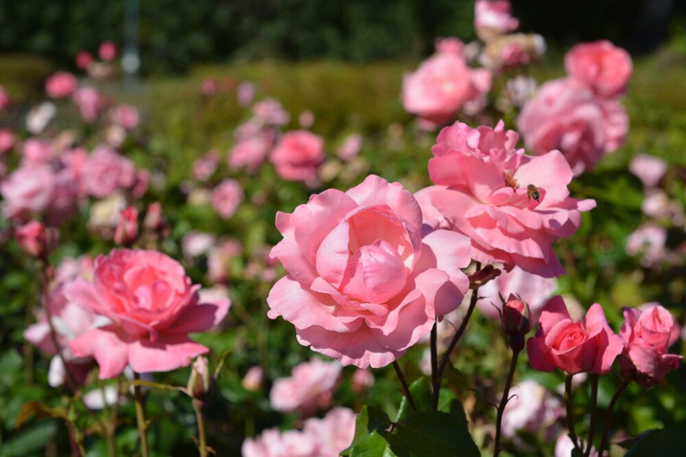 Ruusu Rosa Queen Elisabeth