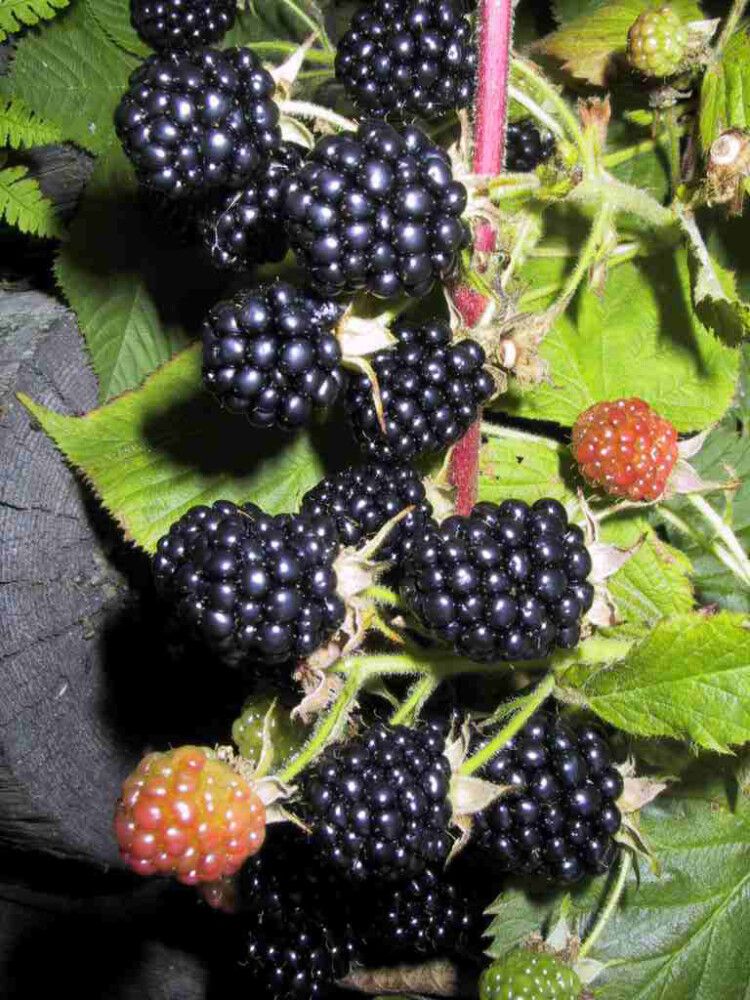 Karhunvatukka Rubus Allegheniensis