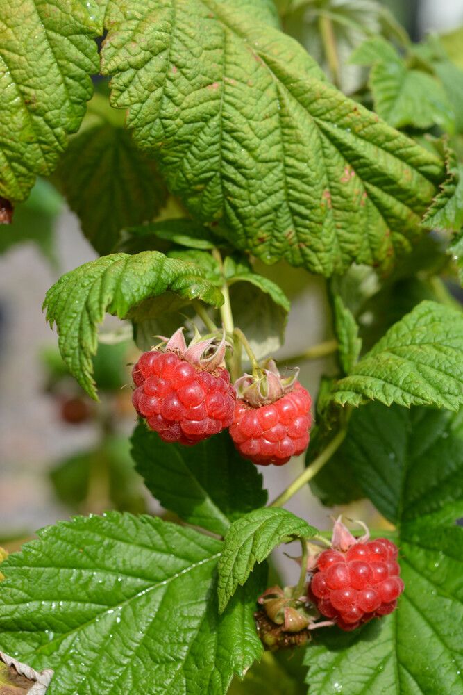 Vadelma Rubus Idaeus Jatsi