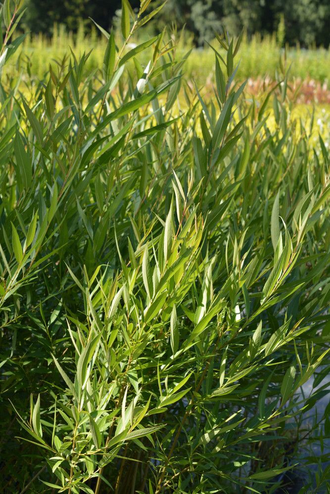 Terijoensalava Salix Fragilis Bullata pensas