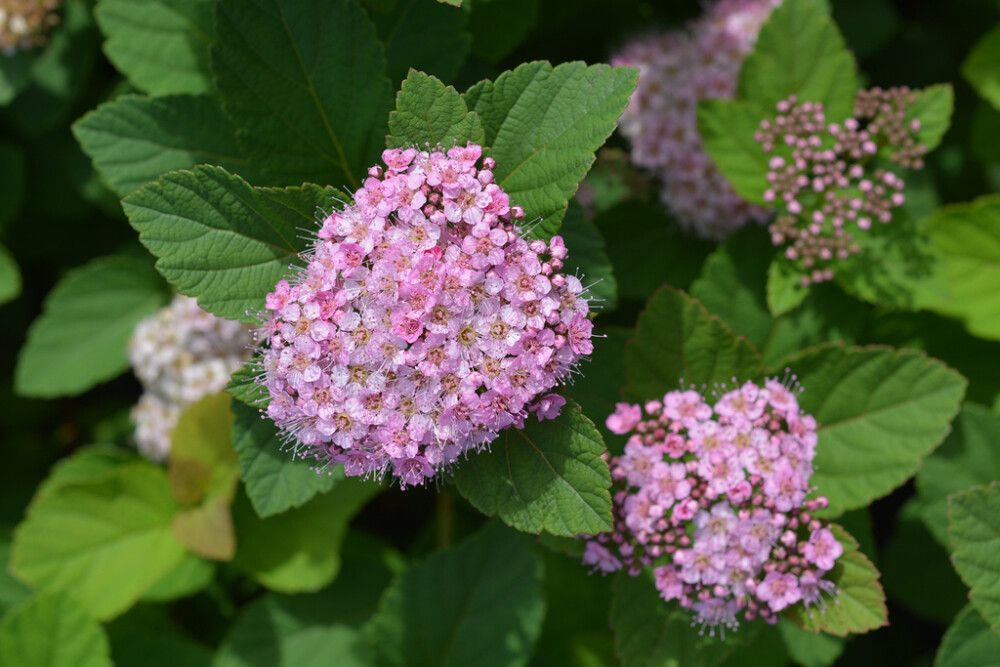 Rinneangervo Spiraea Densiflora