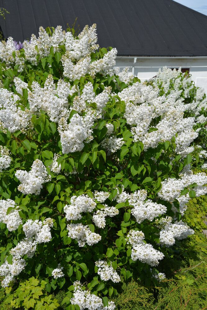 Pihasyreeni Syringa Vulgaris Alba
