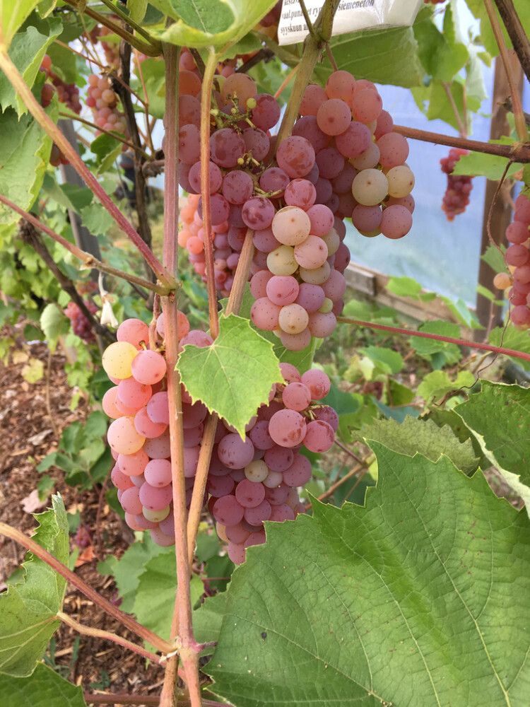 Viiniköynnös Vitis hybridum Somerset Seedless
