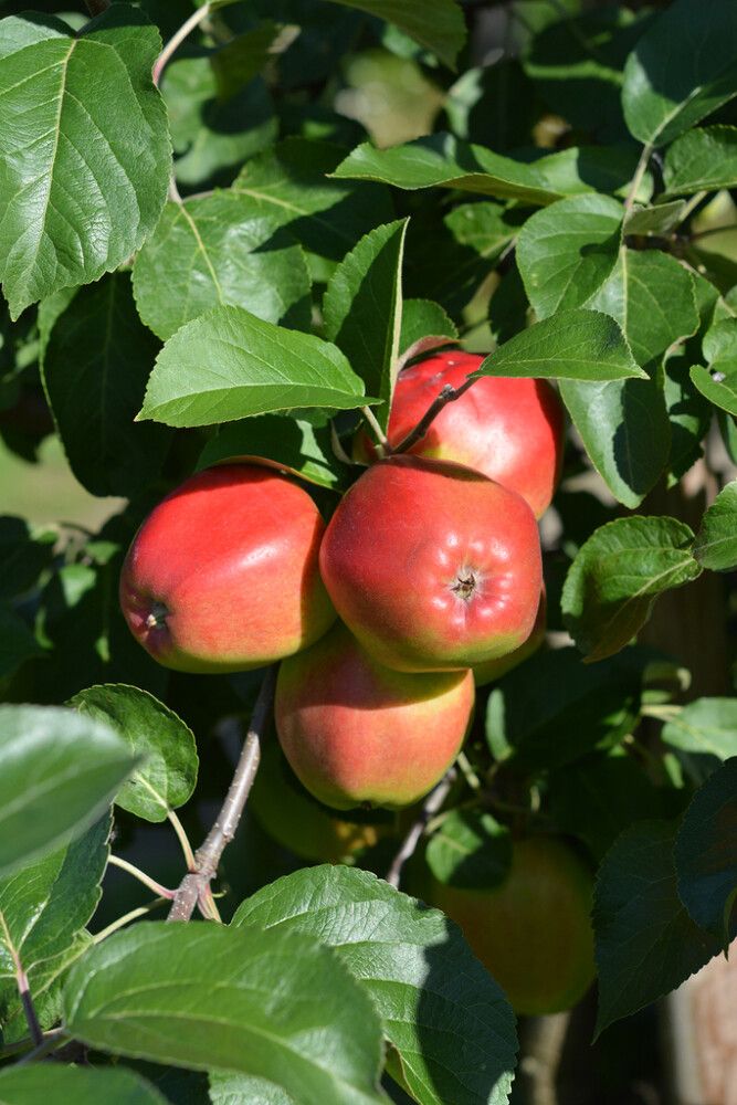 Omena Malus Domestica Heta