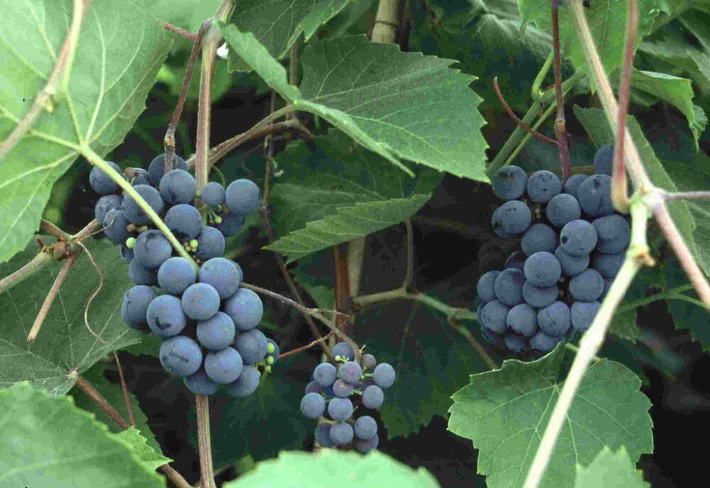 Tarhajukkaviini Vitis Zilga