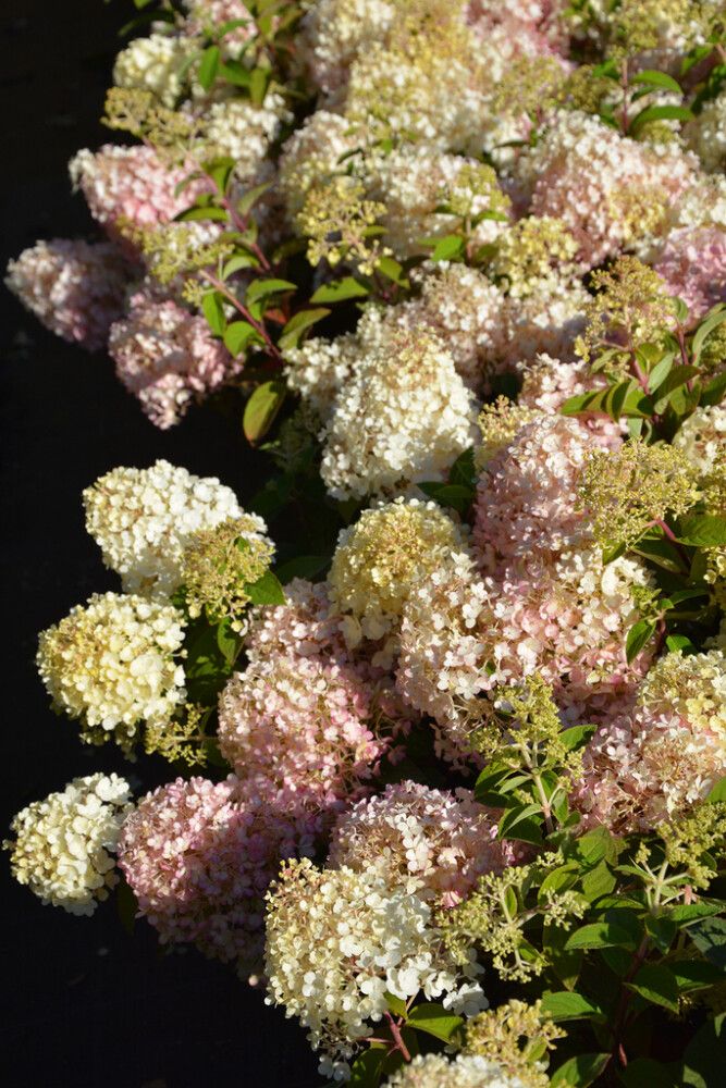 Syyshortensia Hydrangea Paniculata Bobo
