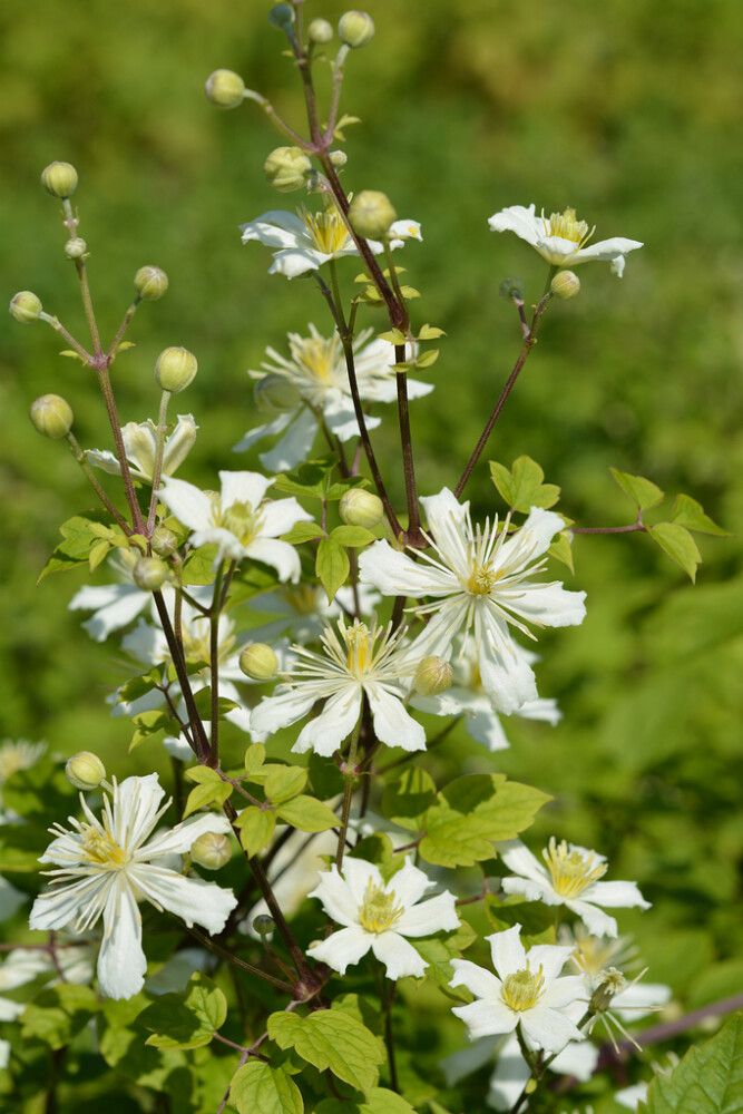Lumikärhö Clematis Fargesioides Summer Snow