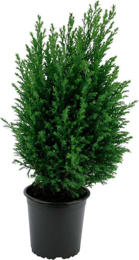 Sypressi Chamaecyparis Ellwoodii P13