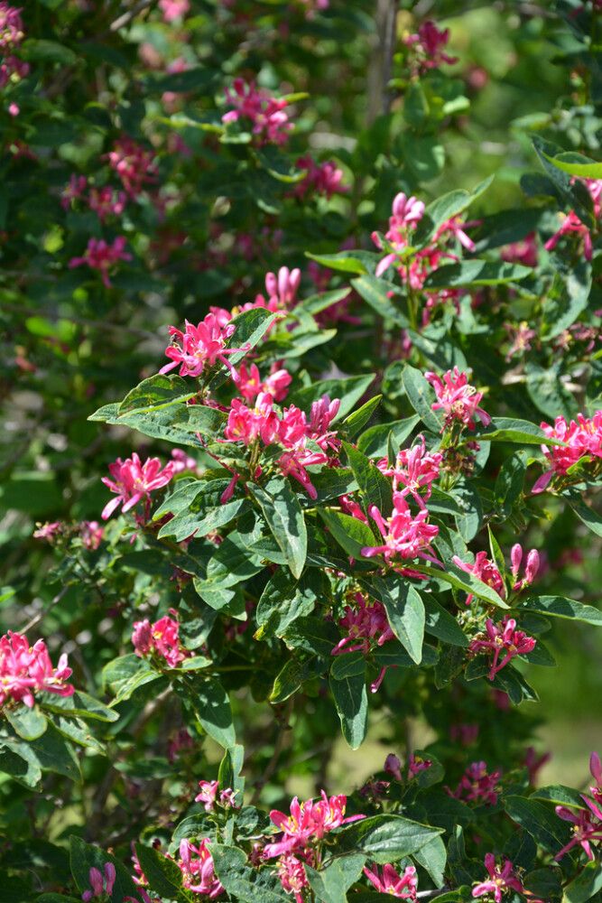 Kaunokuusama Lonicera Bella Zabelii