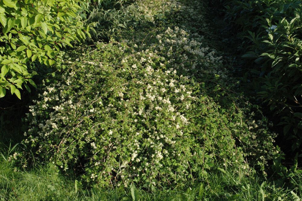 Seppelvarpu Stephanandra Incisa Crispa