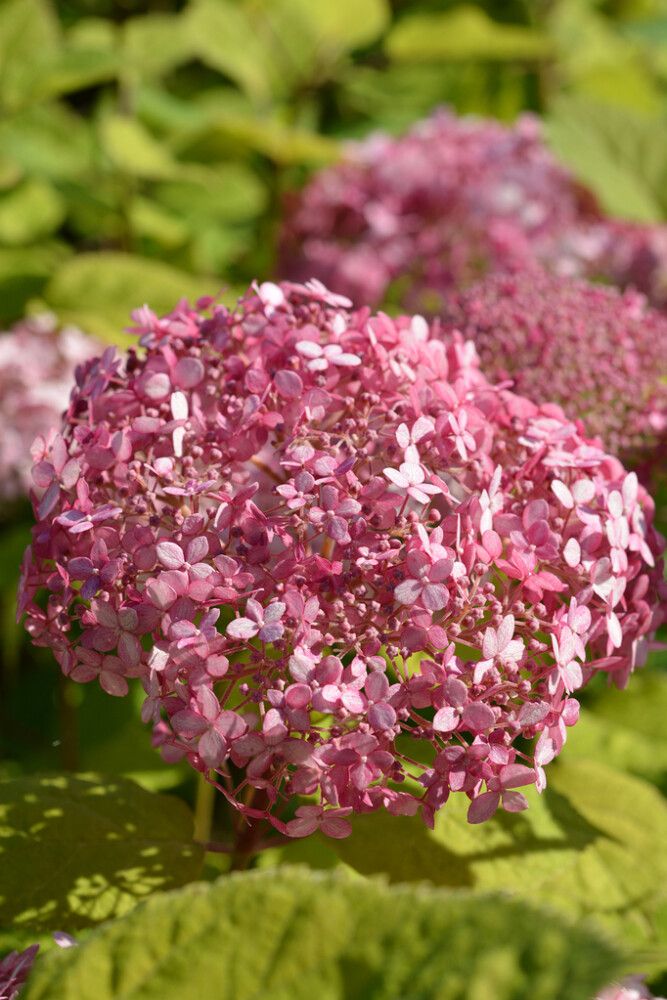 Pallohortensia Hydrangea Arborescens Sweet Annabelle