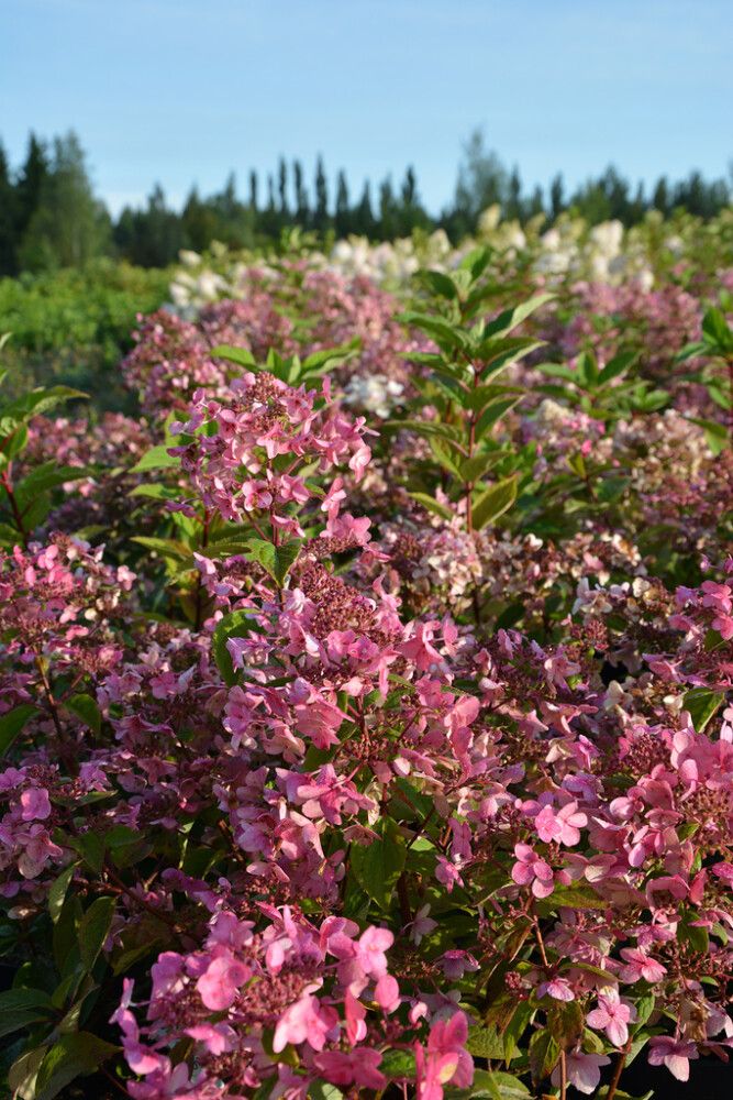Syyshortensia Hydrangea Paniculata Wims Red