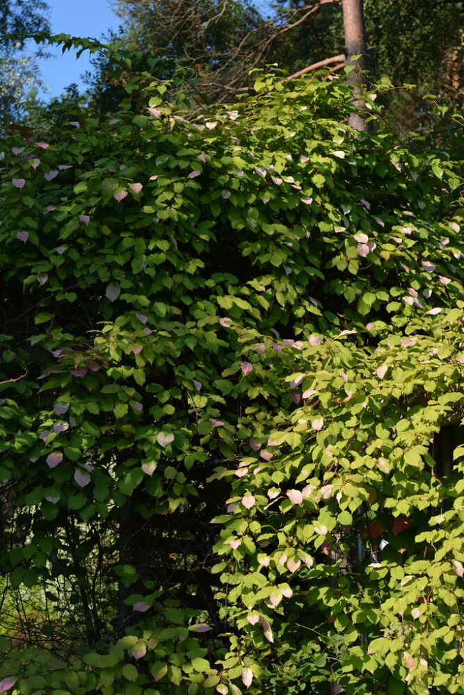 Kiinanlaikkuköynnös Actinidia Kolomikta