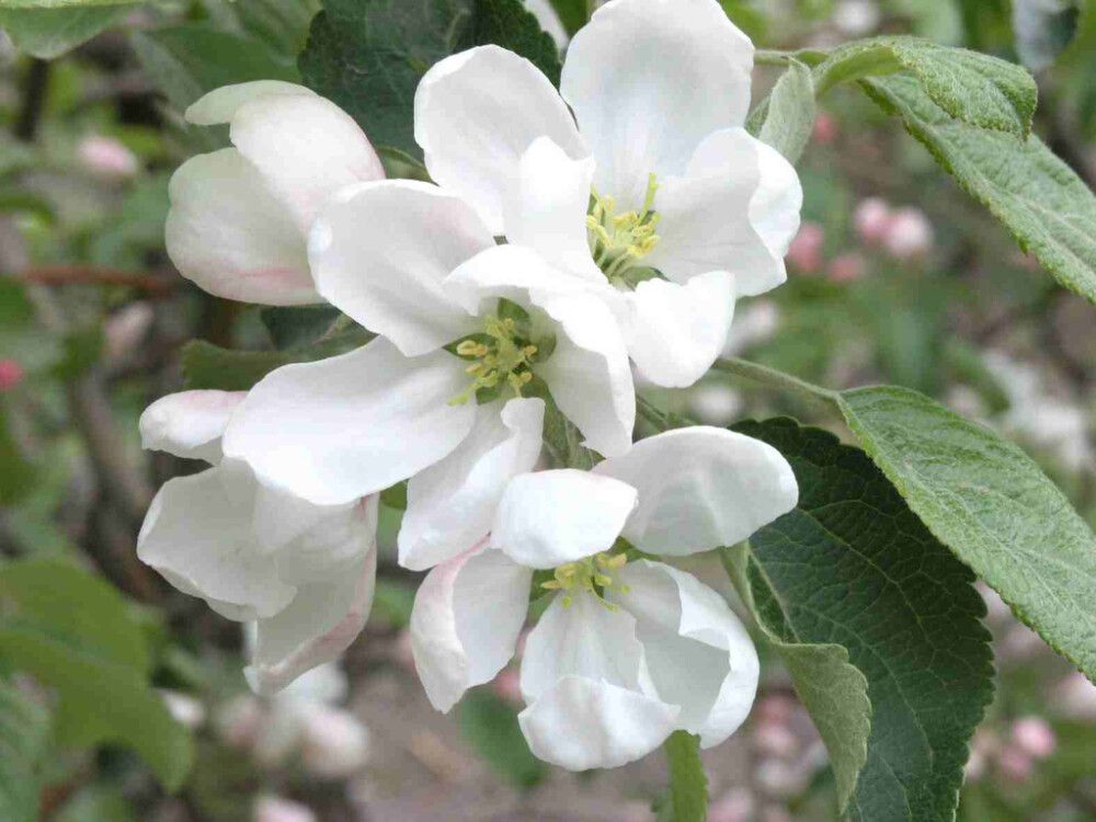 Paratiisiomenapu Malus Erstaa