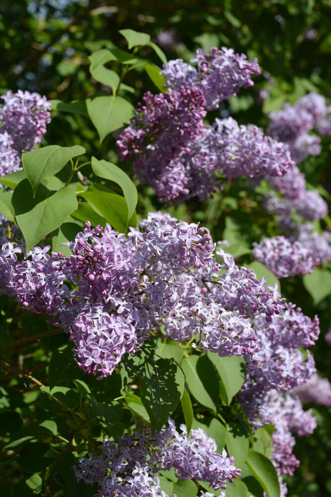 Syreeni Syringa Vulgaris rungollinen