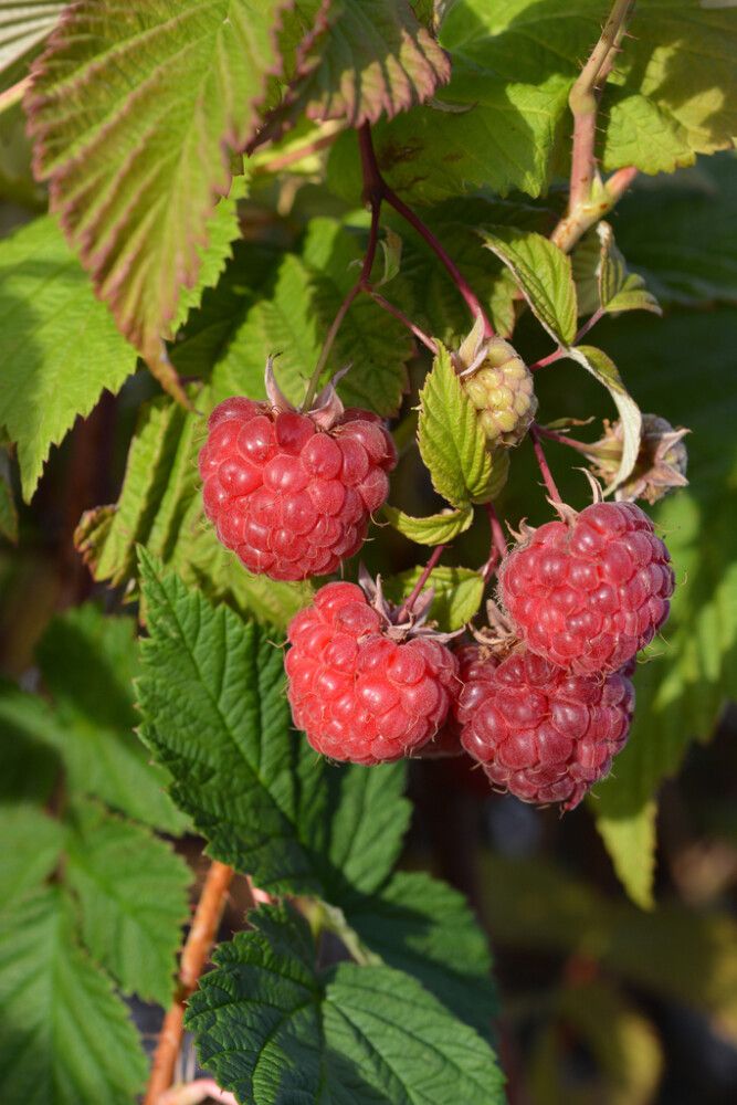 Pensasvadelma Rubus Idaeus Takalan Herkku