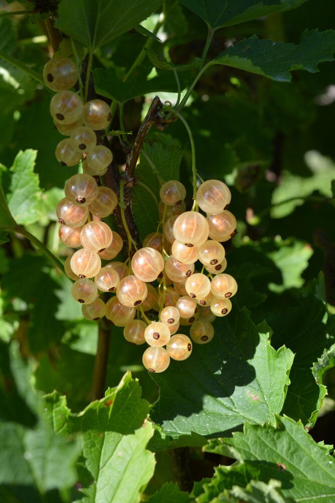 Valkoherukka Ribes Rubrum Lepaan Valkea